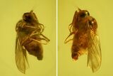 Fossil Fly (Diptera) In Jewelry Quality Baltic Amber #159824-1